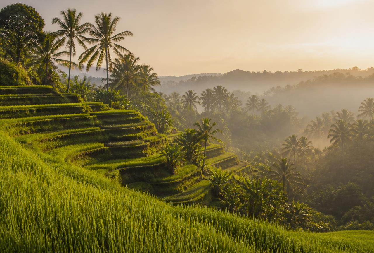 Bali rice terraces in warm morning light